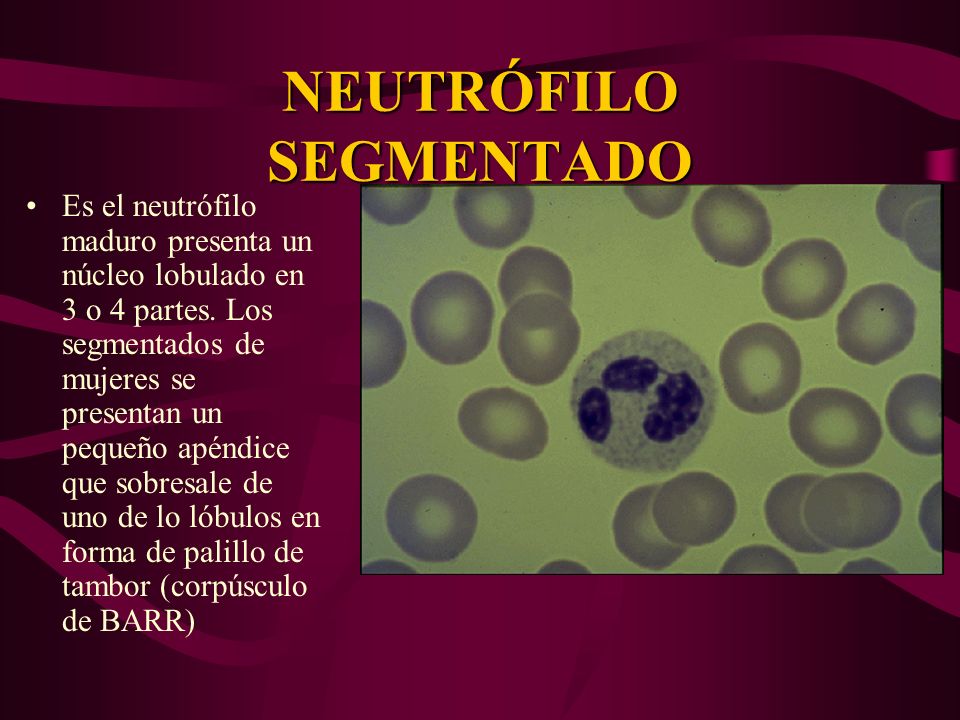 neutrofilos segmentados en la sangre